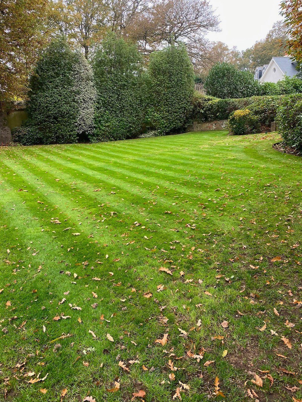 Well-maintained lawn with diagonal mowing stripes, bordered by tall green hedges and trees in autumn
