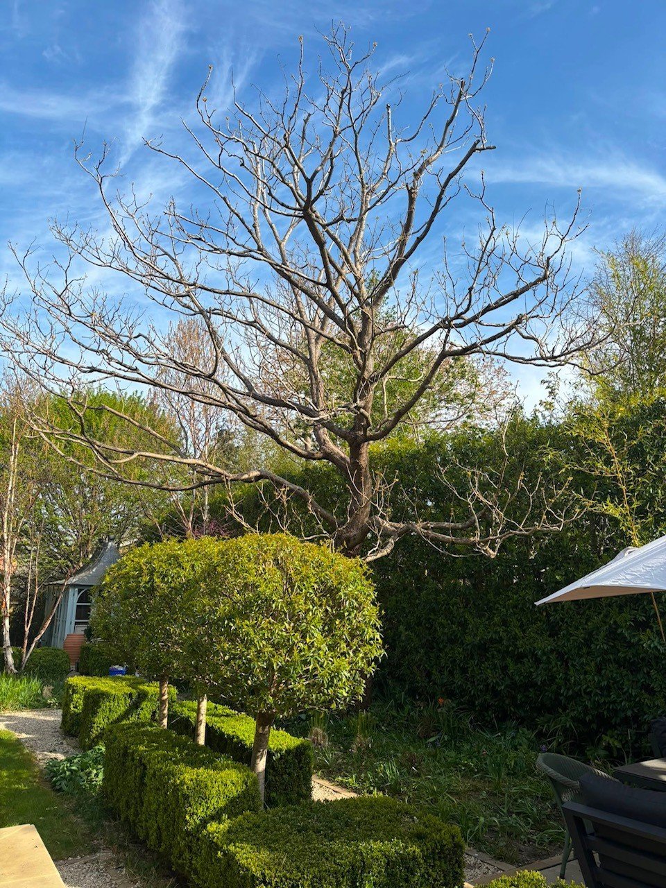 Bare leafless tree with dark branches standing behind manicured green hedges in a residential garden